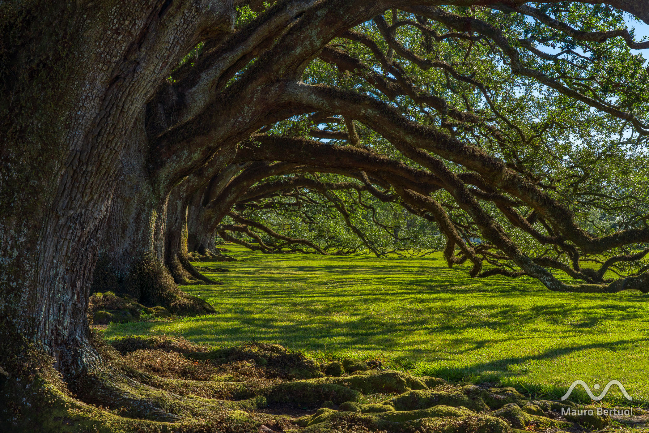 Oak Alley Plantation, Vacherie